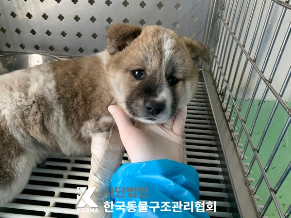 한국동물구조관리협회_441409202500559